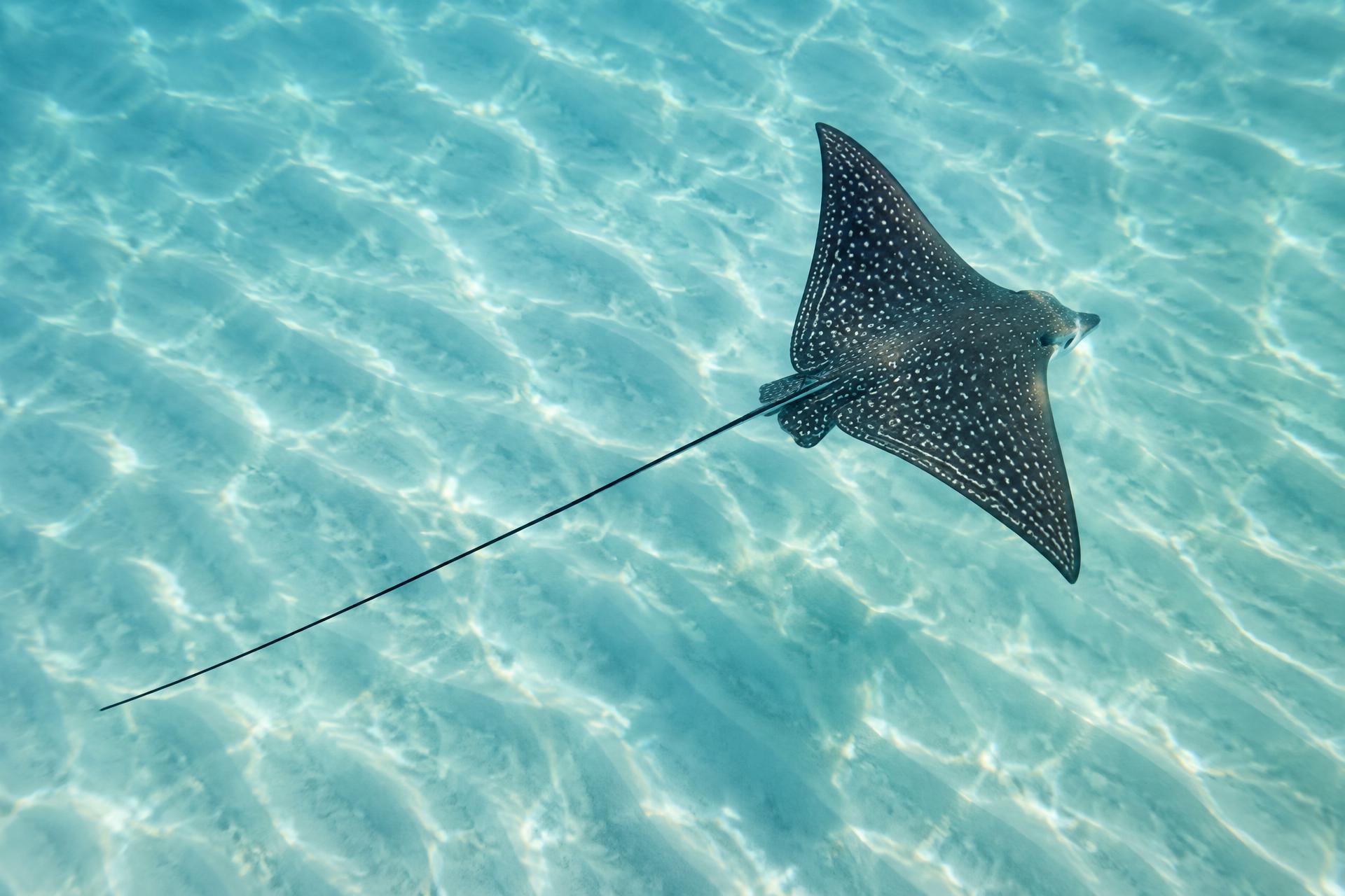 A spotted eagle ray and its complete long tail above rippled Maldivian sand